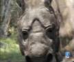 diprotodon, cryptozoology