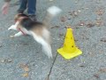 Beagle Oliva: Handtarget und Kreis um die Pylone
