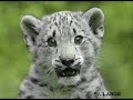 snow-leopards-im-alive.html