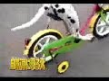 Dog Bike