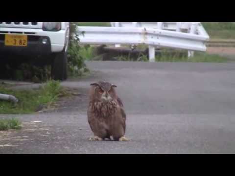 how to train owls