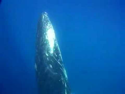 WHALES