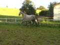 videos de Stærebogårds Petite