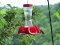 Female Ruby-throated hummingbird Female Ruby-throated hummingbird