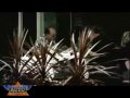 Icon for Post #World’s Funniest Car TV Commercials, Pt. 2