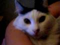 Cat whinning & making funny sounds