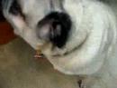 Lucy The Pug In Another Wild Adventure Lucy The Pug In Another Wild Adventure