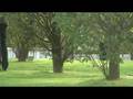 Joyful Trees Rotating in a Park