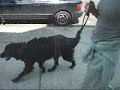 dog day afternoon