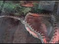 Reptilia & Amphibia Day 2005