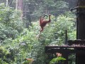 Borneo 2009 011.avi