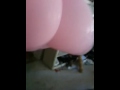videos de Forth of July and balloon animals