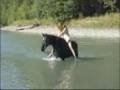 Swimming the Horses 08' E Ta Dish Sa Shume Te Dua