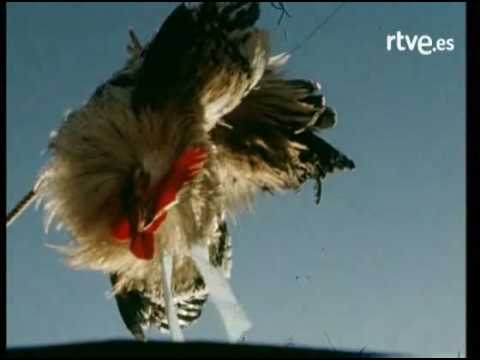 Imagen de previsualización de YouTube