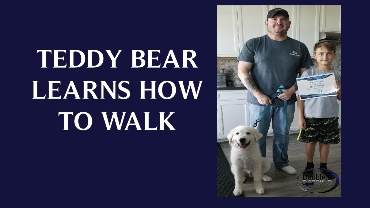 Teddy Bear Learns to Walk!