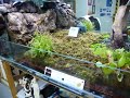 ArcadiA - carnivorous terrarium