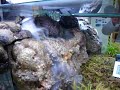 ArcadiA - carnivorous terrarium