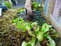 ArcadiA - carnivorous terrarium