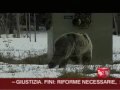 Gli orsi della taiga finlandese.