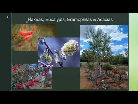 <p><em>A Walk on the Garden</em>:</p>
<p>Myall Park Botanic Bush Gardens</p>
 video thumbnail