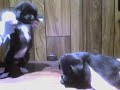 puppies doing the jerk 1