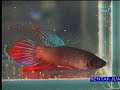 Galeri Aqua - Bettas (1/4)