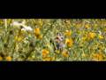 The Fox & the Child (Clip - 'Bird Sweep')