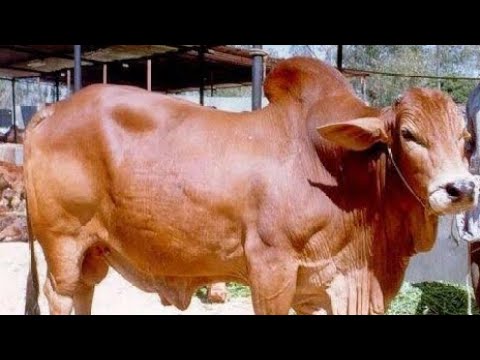 Science and Benefits of Eid UL Azha (Slaughtering Eid)|@DrTariqRajput #bakraeidspecial#eidspecial