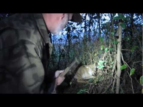 how to harvest coyote urine