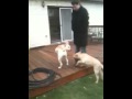 Grux and Zoe playing in backyard