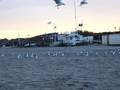 Gaviotas en Pinamar......