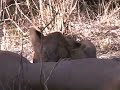 LION CUB NURSING! LION CUB NURSING!
