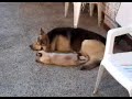 Gato Siames y Perro Pastor Aleman tranquilos.