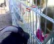Tiere fuettern im Vogelpark