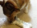 Happy Birthday Oreo and Butterball