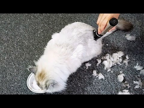 How to Shave a Long Haired Cat at Home