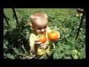 Picking tomatoes