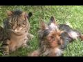 Guarda video