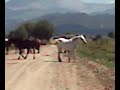 wild-horses.html