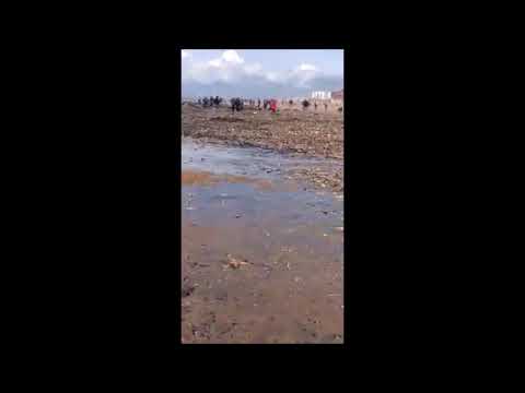 Miles de Estrellas aparecen muertas en las Playas de Punta Umbría