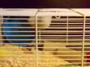 Spider Pig Hamster Spider Pig Hamster