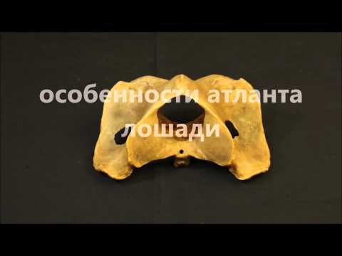 Первый шейный позвонок атлант домашних животных