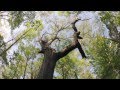 Save Stadium Woods - Virginia Tech