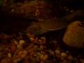 Softshell Turtle 2