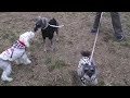 Click here to watch this video ミニチュアシュナウザー・ジャック＆ローズとあいさつ / Miniature Schnauzer
