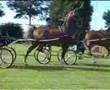 videos de tuigpaard dutch harness horse