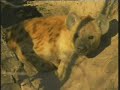 Spotted Hyena At The Den
