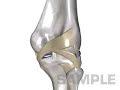 Knee