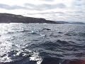 Whales Off Cape Spear Newfoundland July 17 2011