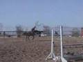 Gee Dubya - Half-Arabian jumper prospect
